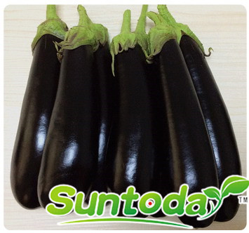 <b>Suntoday black teardrop shape eggplant seeds(23002)</b>