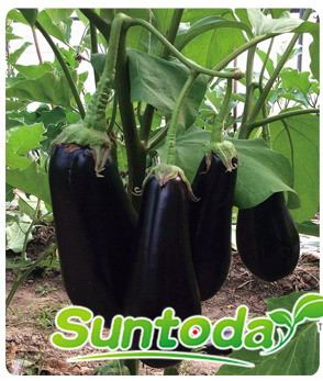 <b>Suntoday black long shape eggplant seeds(23003)</b>
