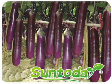 <b>Suntoday purple long shape,purple sepal eggplant se</b>