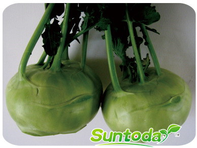 <b>Suntoday tolearnat to heat and cold kohlrabi seeds(</b>