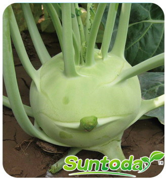 <b>Suntoday tolerant to heat and cold kohlrabi seeds(3</b>