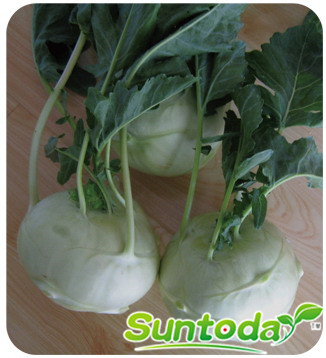 <b>Suntoday early matuiry resisant to virus kohlrabi s</b>