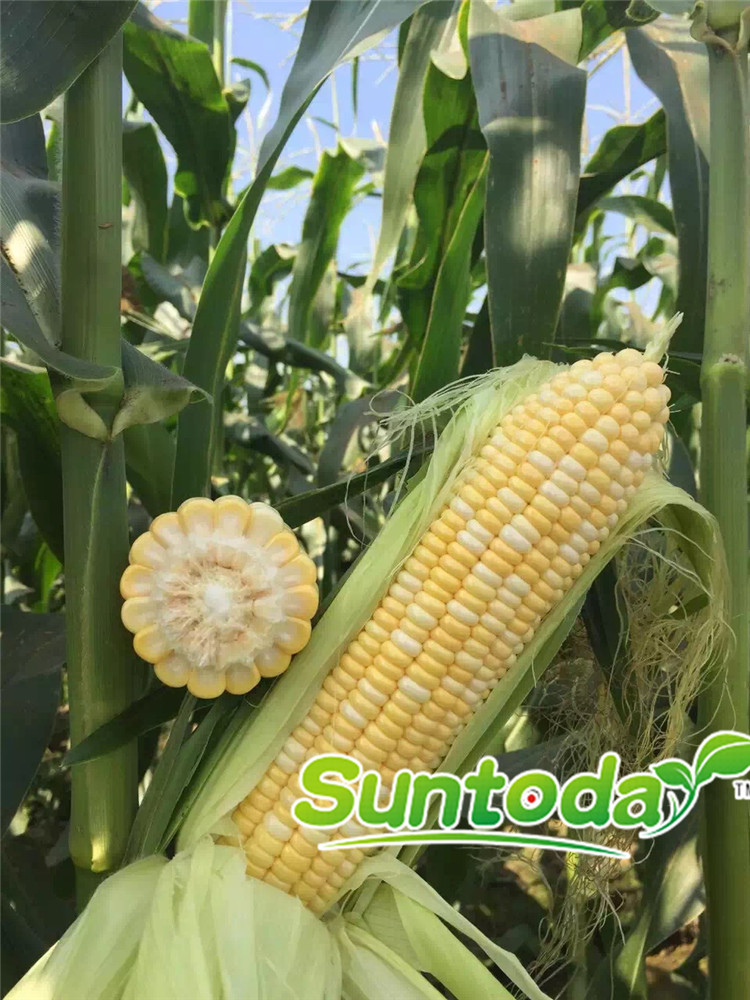 <b>Suntoday sweet corn seeds(16003)</b>
