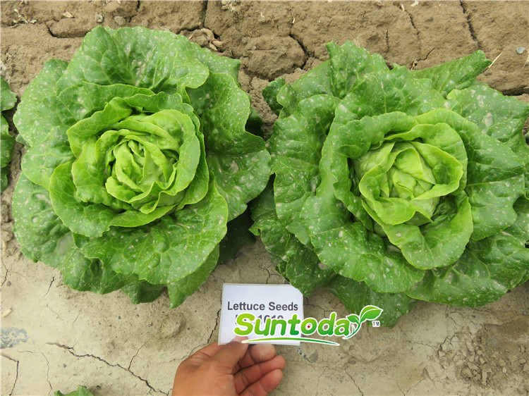 <b>Suntoday lettuce F1 seeds(32004)</b>
