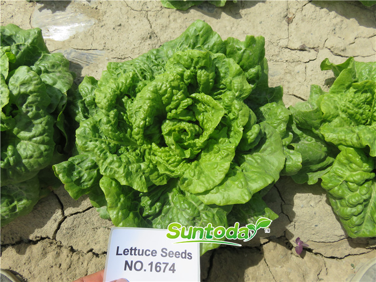 <b>Suntoday top lettuce seeds F1(32005)</b>