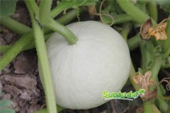 <b>Suntoday pumpkin seeds(15006)</b>