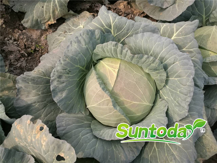 Suntoday cabbage seeds(31004)
