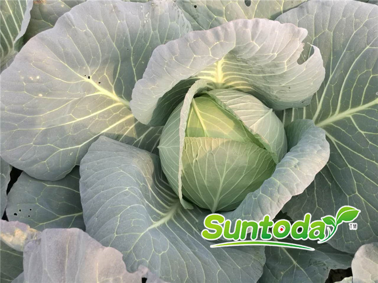 <b>Suntoday cabbage seeds(31005)</b>