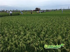 Suntoday hybrid rice seeds(7001)