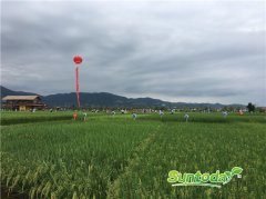 Suntoday hybrid rice seeds(7002