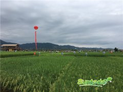 Suntoday hybrid rice seeds(7002)