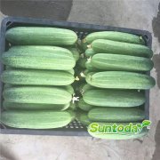 Suntoday cucumber seeds(13013)