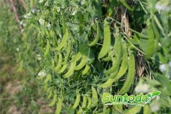 <b>Suntoday pea seeds(43001)</b>