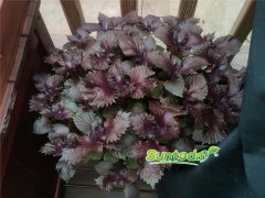 Suntoday purple Perilla seeds(8