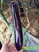 <b>Suntoday long eggplant seeds(23005)</b>