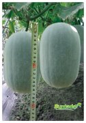 Suntoday wax gourd seeds(19010)