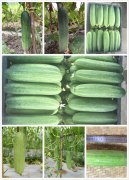 Suntoday heat tolerance cucumber seeds(13013)