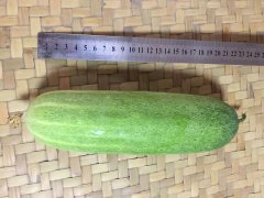 Suntoday cold tolerance cucumber seeds(13014)