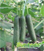 Suntoday  Parthenocarpy cucumber seeds(13001)