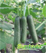 <b>Suntoday  Parthenocarpy cucumber seeds(13001)</b>
