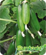 Suntoday 10-13cm length cucumber seeds(13003)