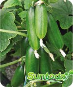 <b>Suntoday 10-13cm length cucumber seeds(13003)</b>