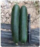 Suntoday dark green cucumber seeds(13004)