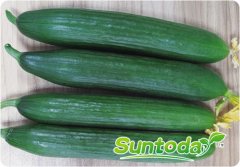 Suntoday hybrid cucumber seeds(13006)