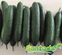 <b>Suntoday  18-20cm length cucumber seeds f1(13007)</b>