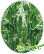 Suntoday tolerance to heat cucumber seeds(13008)