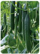 Suntoday 25-30cm cucumber seeds(13010)