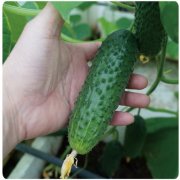 <b>Suntoday Dark green cucumber seeds(13011)</b>