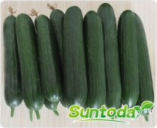 Suntoday early matuirty cucumber seeds(13012)
