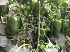 Suntoday long hot pepper seeds(21016)