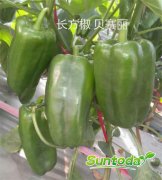 Suntoday long bell pepper seeds(21017)