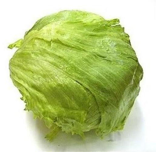 Suntoday iceberg lettuce seeds(32002)