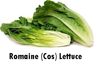 <b>Suntoday romaine(Cos)lettuce seeds(32003)</b>