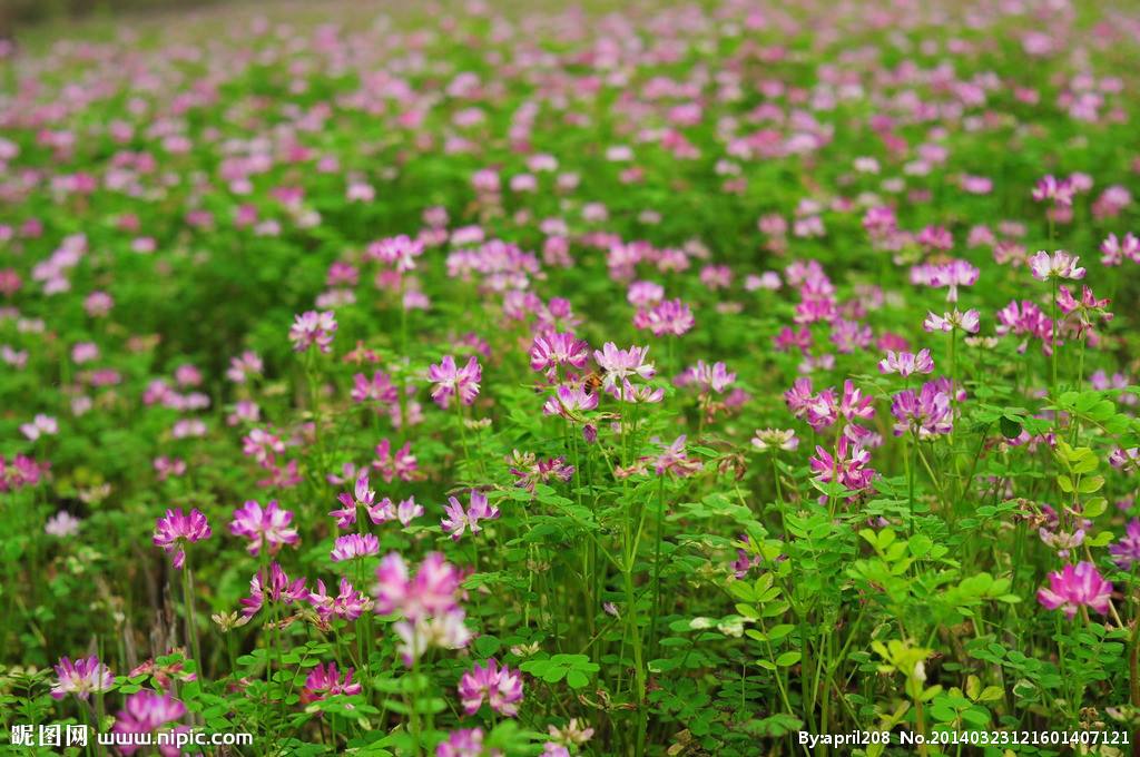 Chinese milk vetch Astragalus  sinicus L Bio fertilizer plan