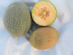 Suntoday melon seeds 18020