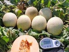 <b>Suntoday melon seeds 18024</b>