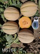 <b>Suntoday melon seeds 18025</b>