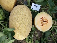 <b>Suntoday netted melon seeds 18026</b>