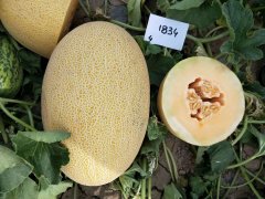 Suntoday netted melon seeds 180