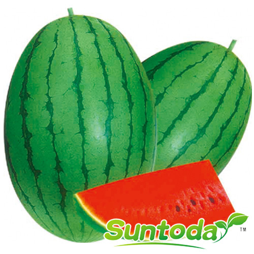 <b>Suntoday watermelon seeds 11017</b>