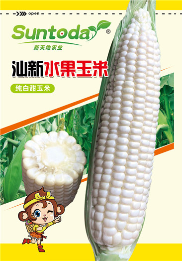 Suntoday Sweet white milk corn seeds(61003)
