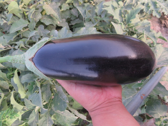 Suntoday black bulb eggplant brinjul seeds (18027)
