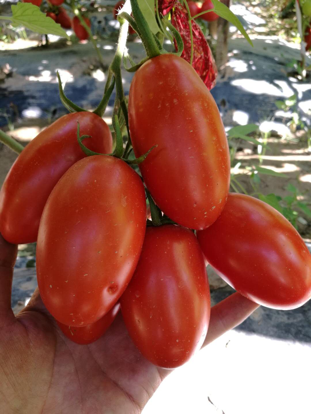 <b>Suntoday hybrid long cherry tomato seeds(22040)</b>