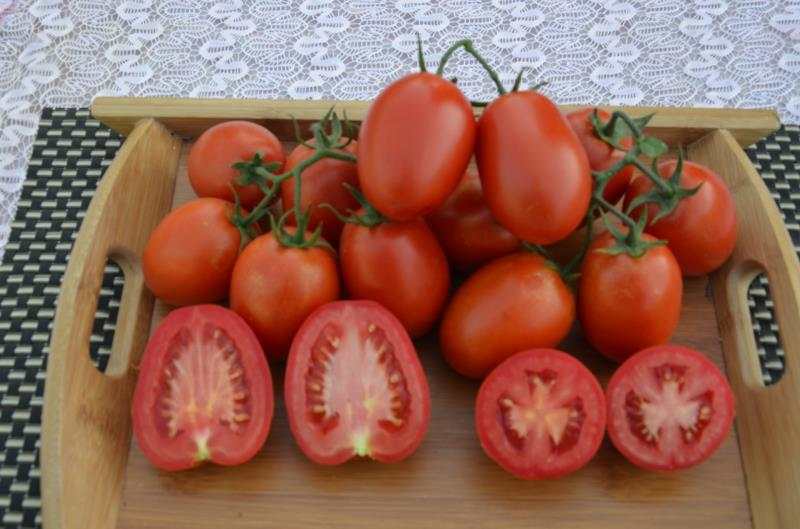 Suntoday procession cherry tomato seeds(22030)