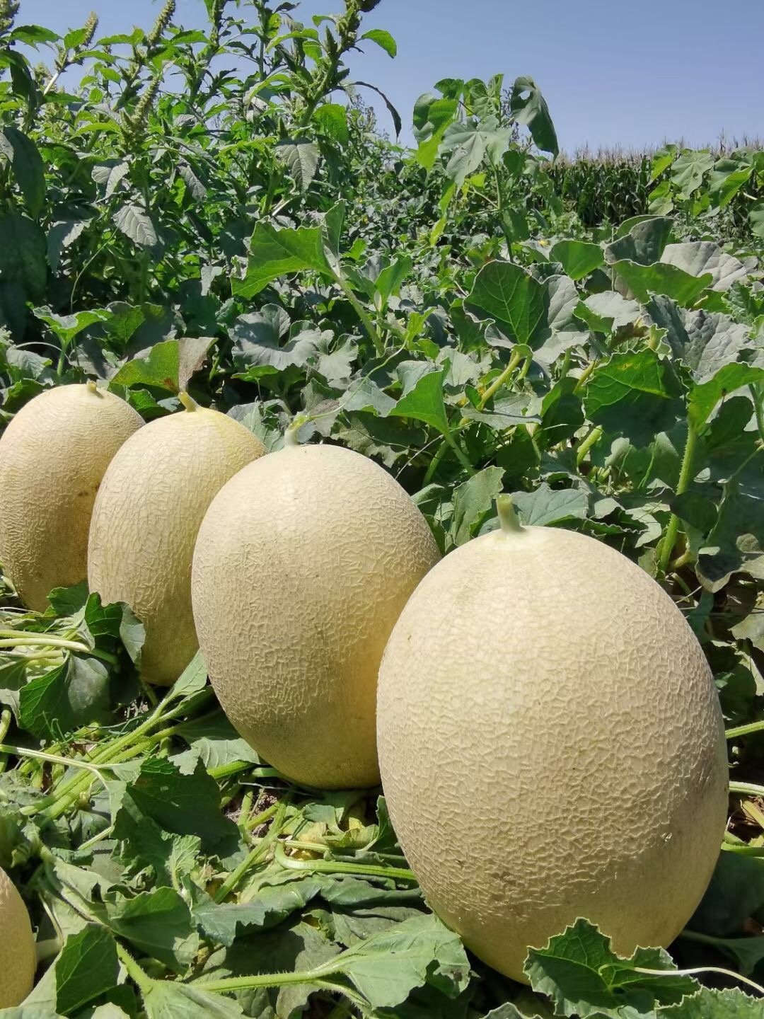 <b>Suntoday melon seeds(18025)</b>