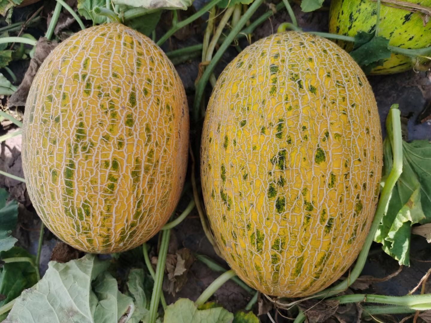 <b>Suntoday Ananas melon seeds(18025)</b>